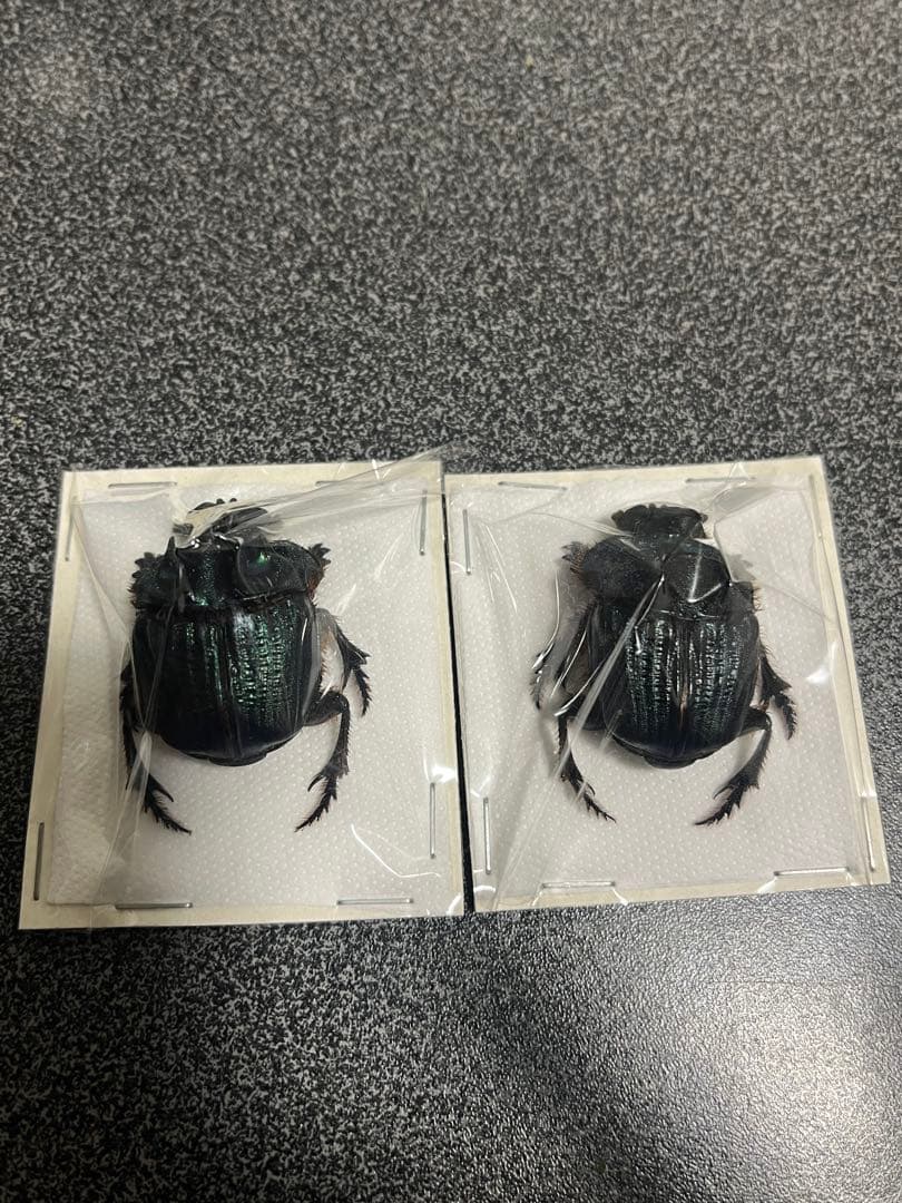 ボナリエンシスオオニジダイコクprブルー系大型パッキング標本