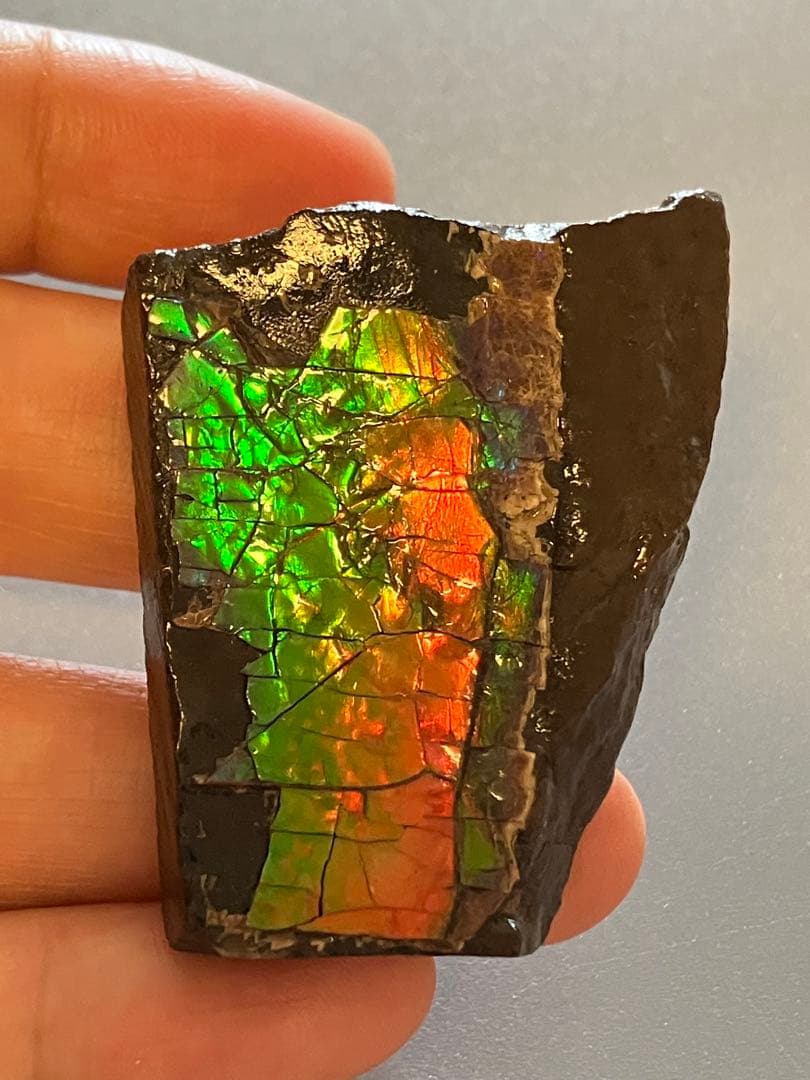 化石原石アンモライトアンモナイト幅4.4cm カナダ産置物箱付き