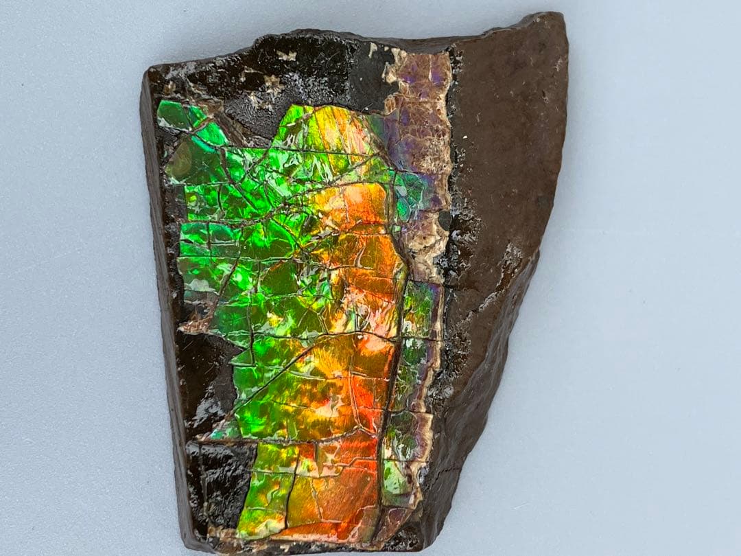 化石原石アンモライトアンモナイト幅4.4cm カナダ産置物箱付き