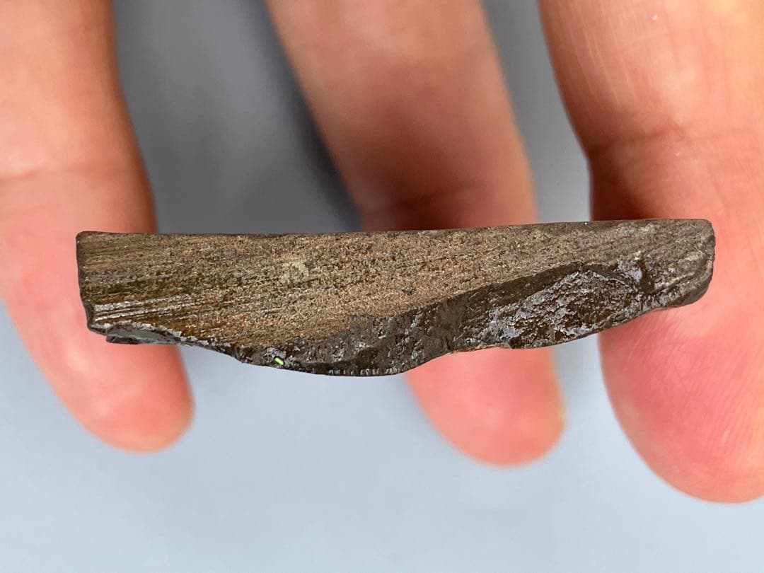 化石原石アンモライトアンモナイト幅4.4cm カナダ産置物箱付き