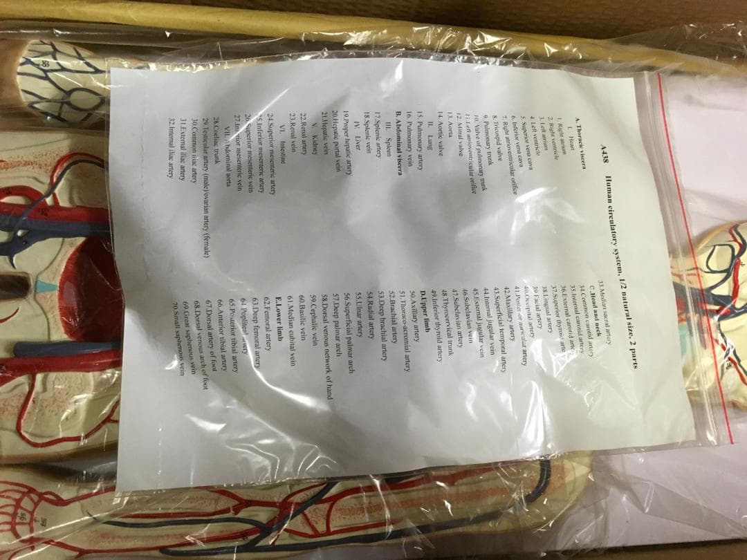 人体模型 循環系血管モデル 1/2サイズ 2パーツ - メルカリ