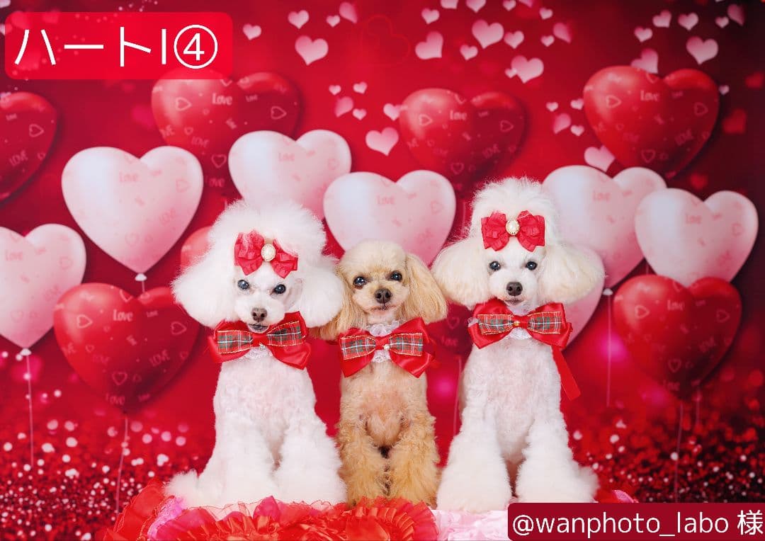 背景布【ハートO】サンプル ペット撮影用フォトブース バレンタイン