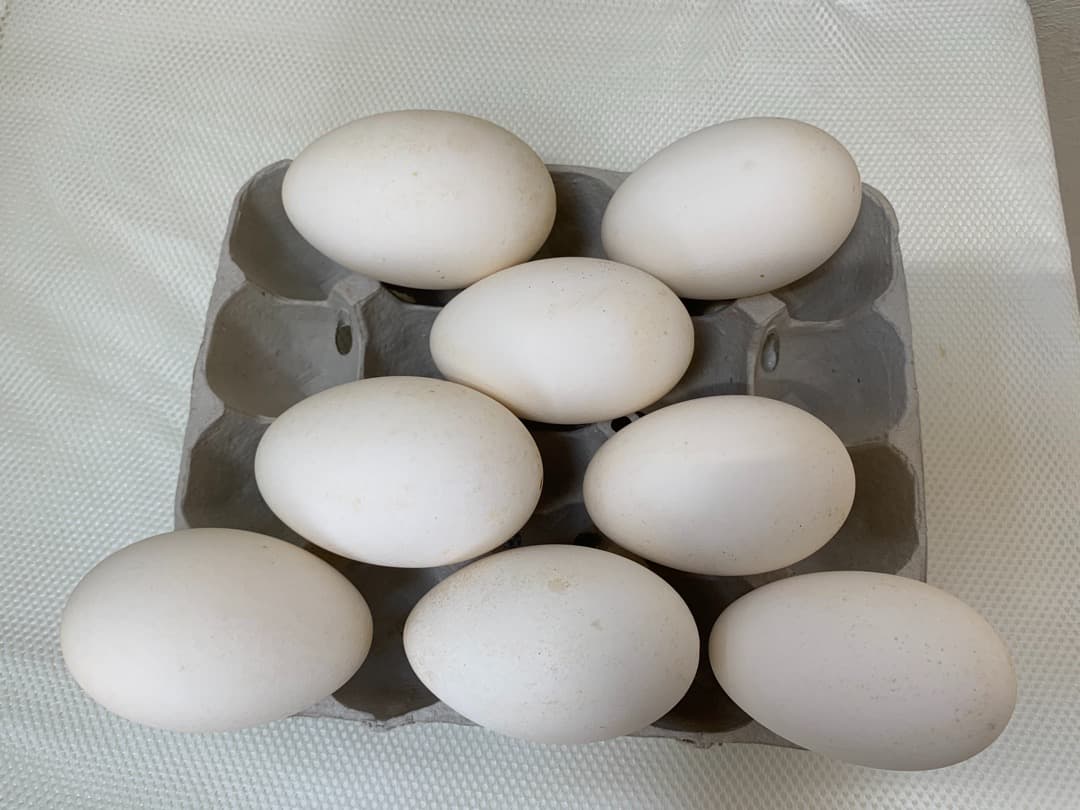 ガチョウの卵の殻 48個 エッグアート用 小売業者 ガチョウの卵の殻