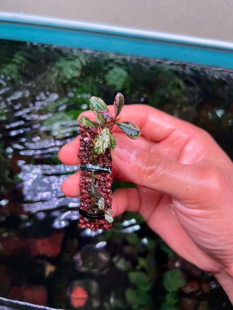 ブセファランドラsp. ピンクバリエガータい斑入り 水中葉