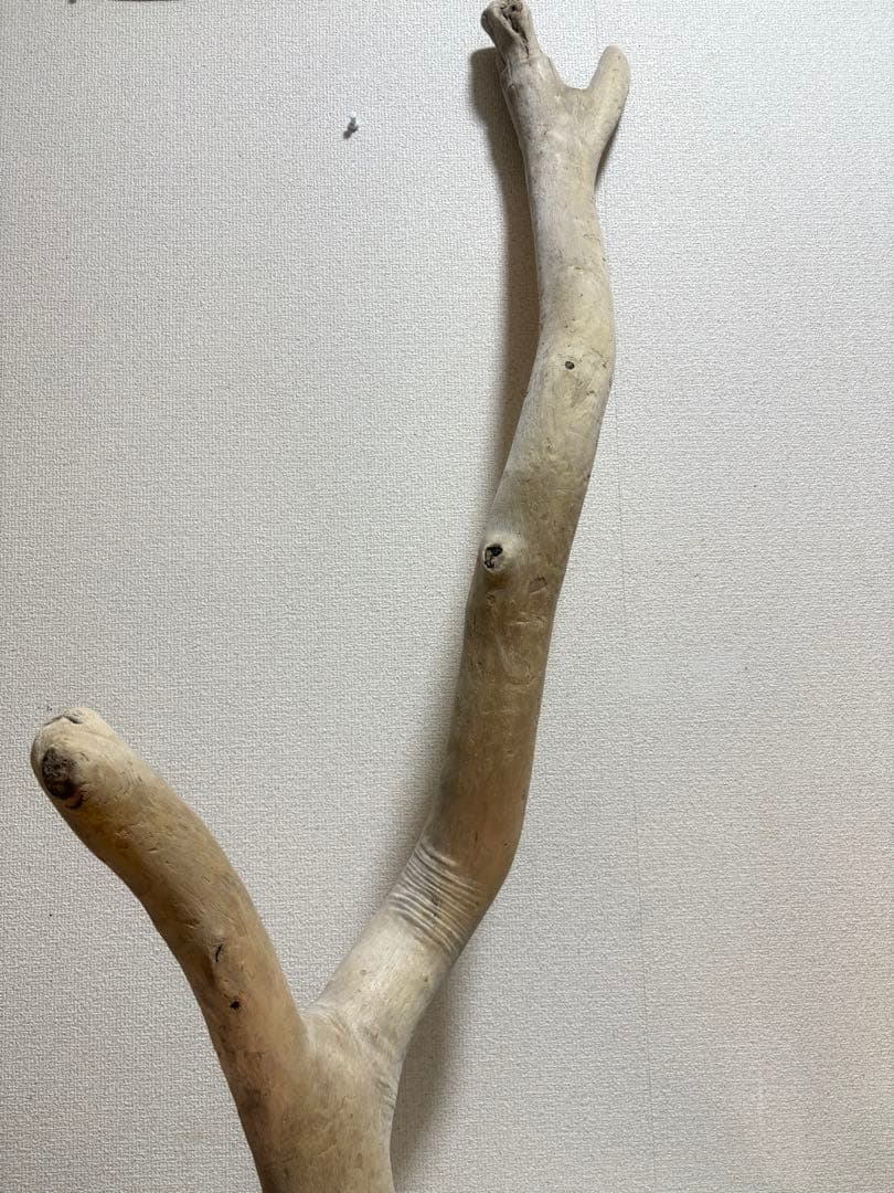 G7 流木灰汁抜き処理済み美肌美白特大流木122cm