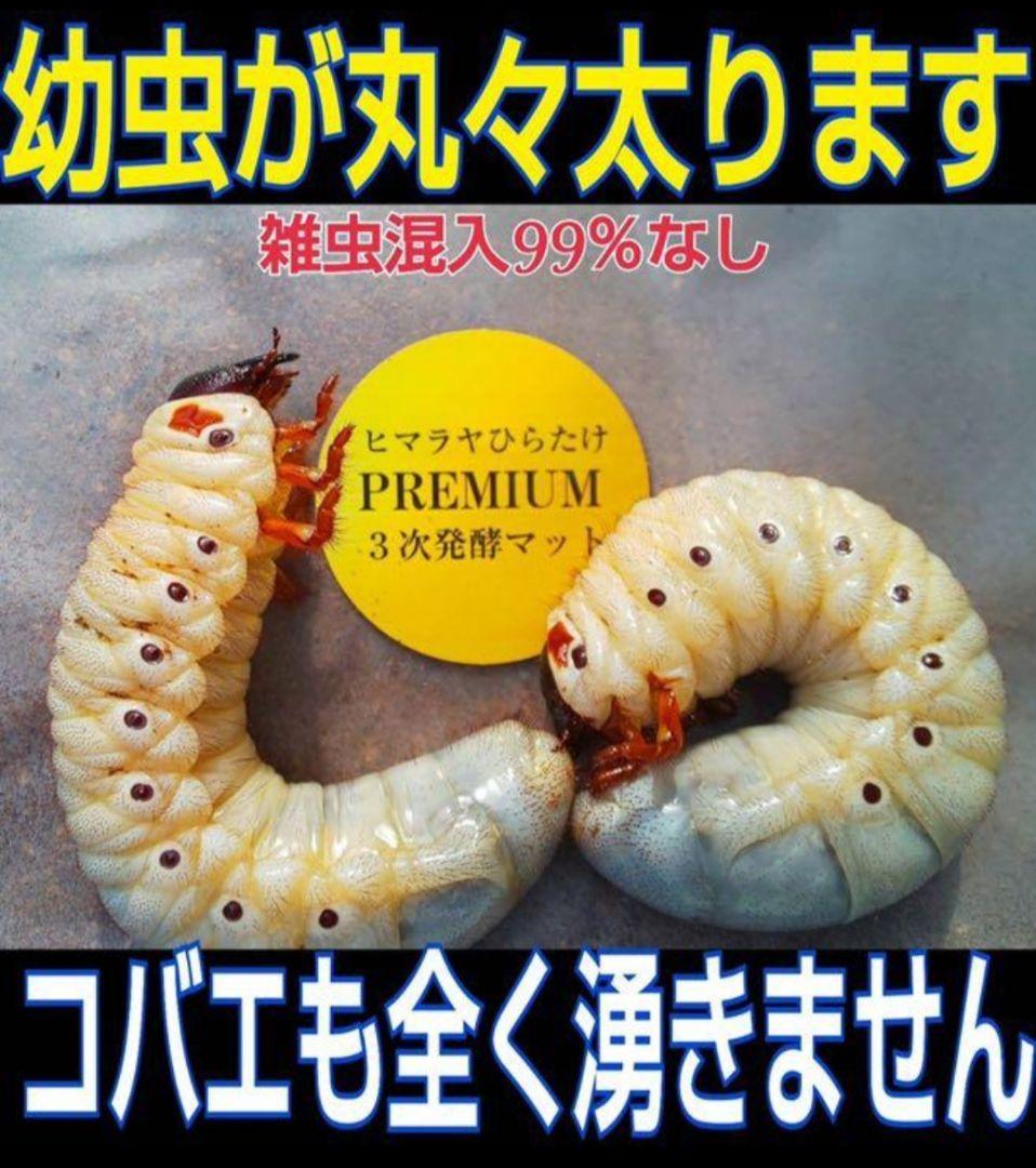 たっぷり100リットル カブトムシ幼虫が大きくなる！発酵マット 雑虫が