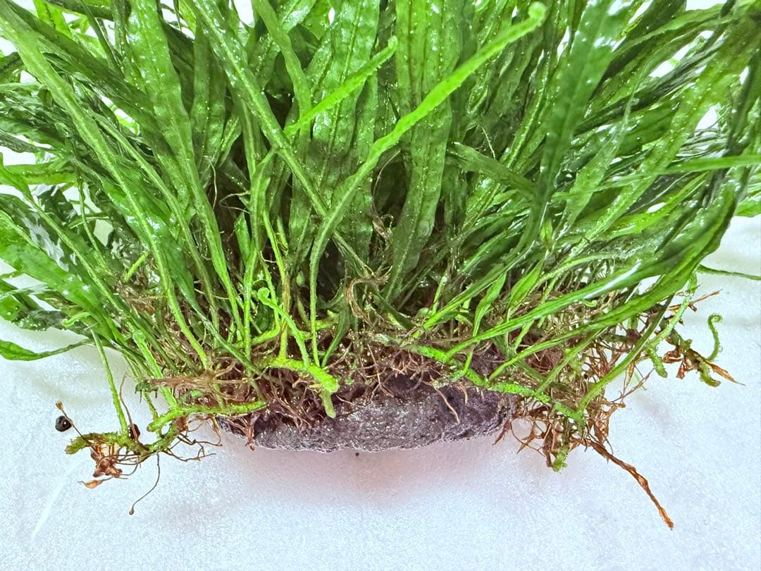 ミクロソリウム ナローリーフ 超大株