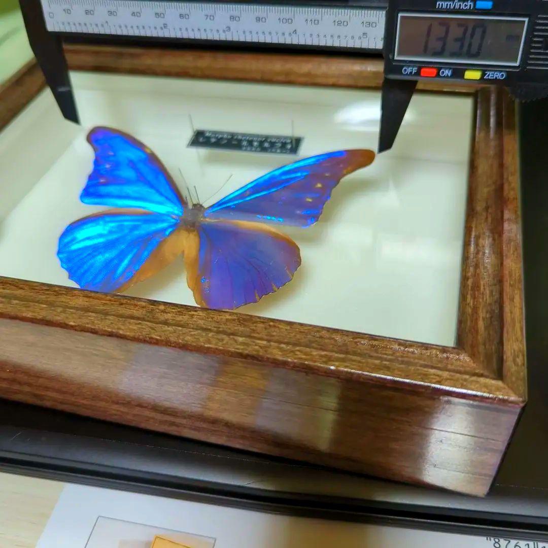 レテノールモルフォ 美麗 青い宝石 蝶 レテノールカキカモルフォ 標本