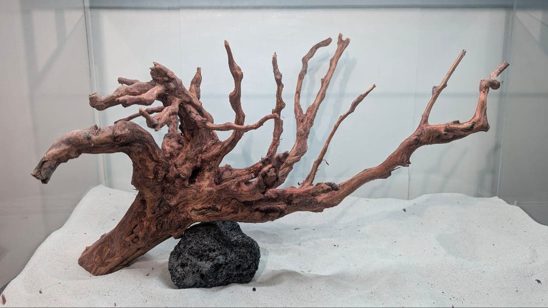 スマトラブランチウッド【SBC134】アクアリウム 水槽 流木 まとめ買い