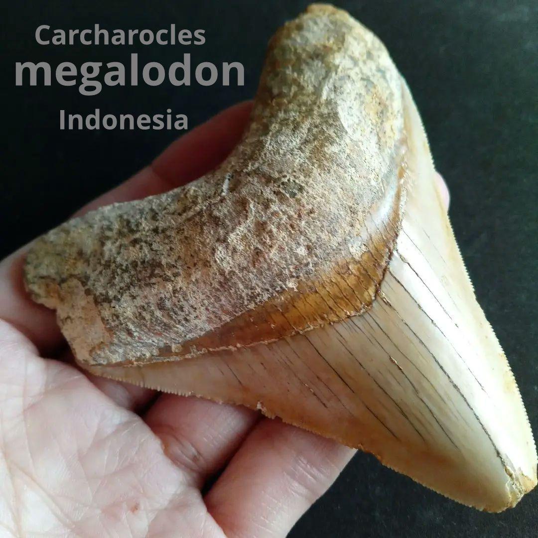 サメの歯 メガロドン 歯化石 特大 100mm 美麗 完全ナチュラル 希少標本