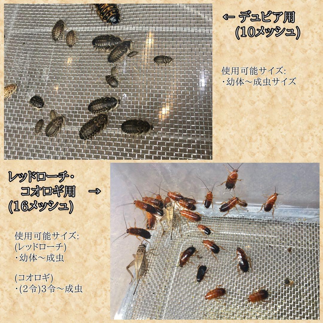 P.様　S(フル)(デュ)