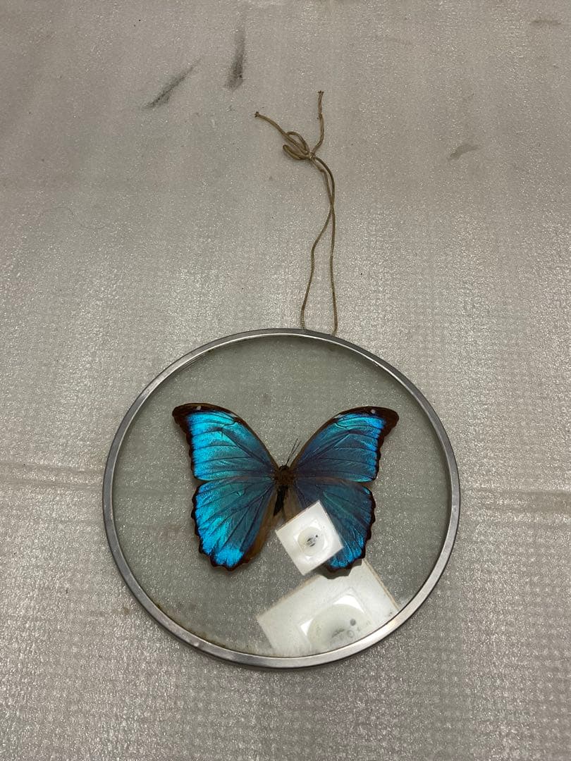 モルフォ蝶の標本盾／ブラジルのお土産。【ガラス製 MADE IN BRAZL】。