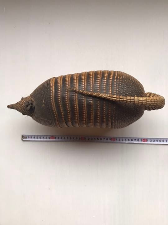 ココノオビアルマジロ 剥製 ワシントン条約 ・日本国内法（種の保存法