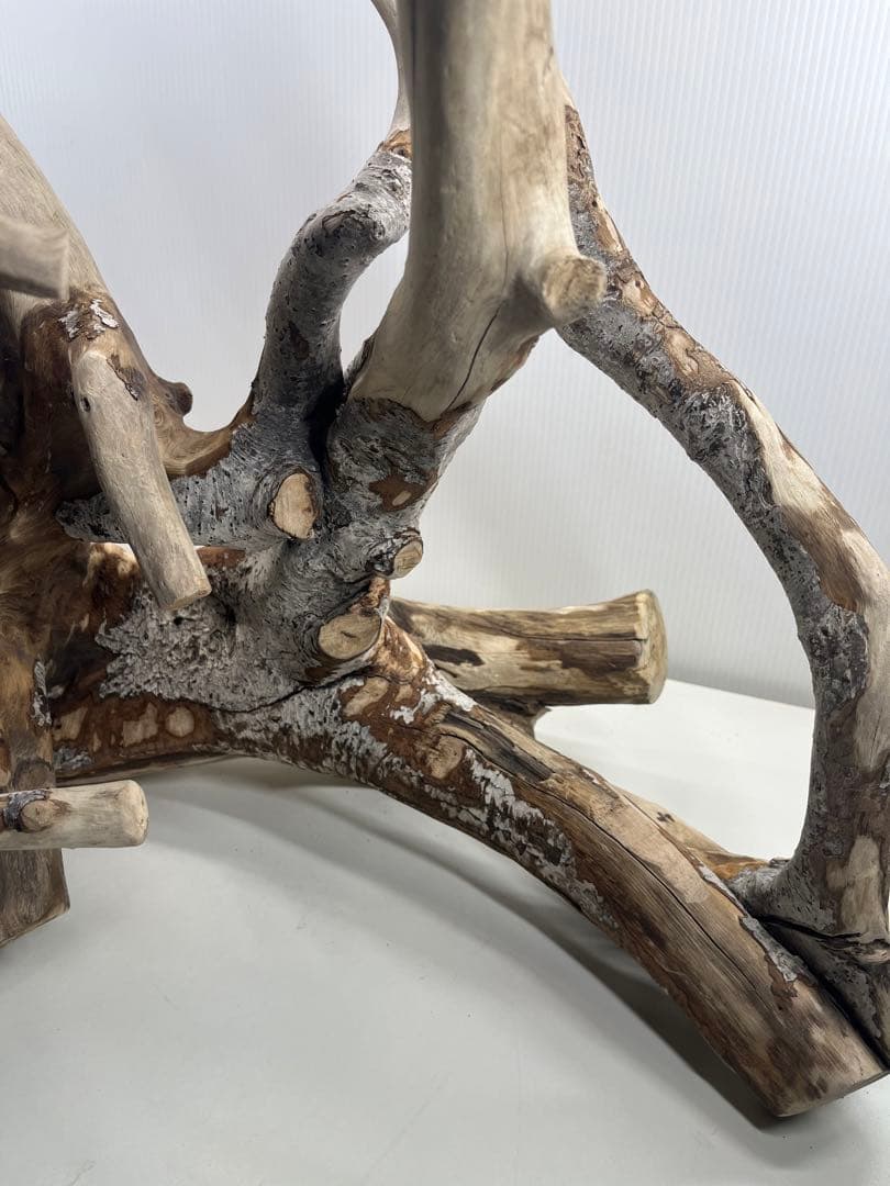 W21特大流木 アク抜き済み流木 爬虫類シェルター 止まり木 バード