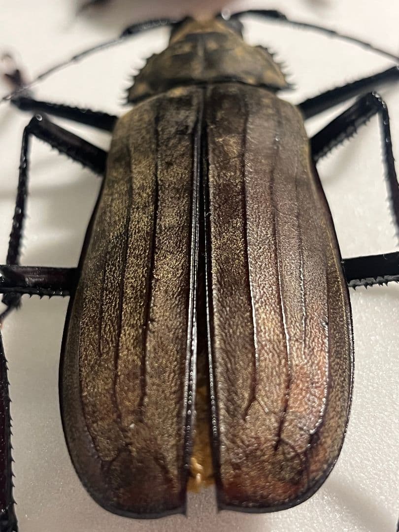 蟲神器】タイタンオオキバウスバカミキリ(LR)の詳細【昆虫カード図鑑