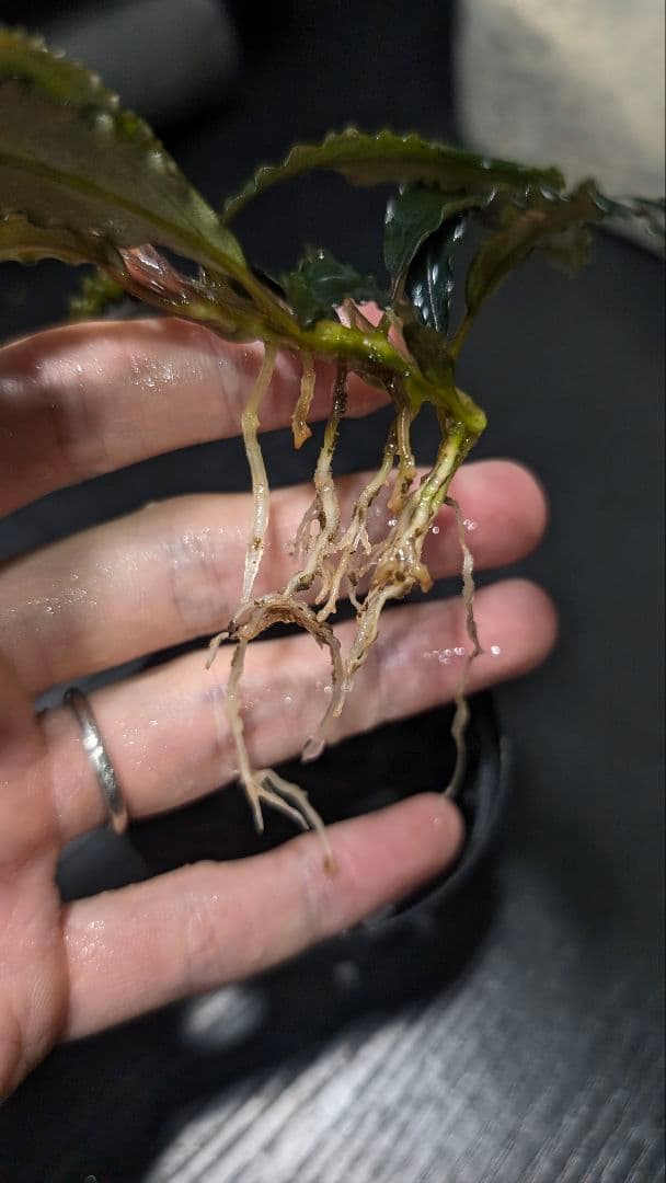 Bucephalandra cv. AL-Hyb.018