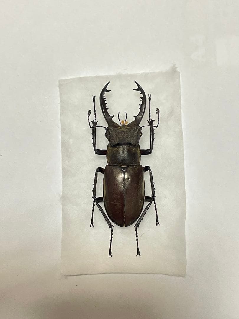タカサゴミヤマクワガタ 昆虫標本 台湾 - メルカリ