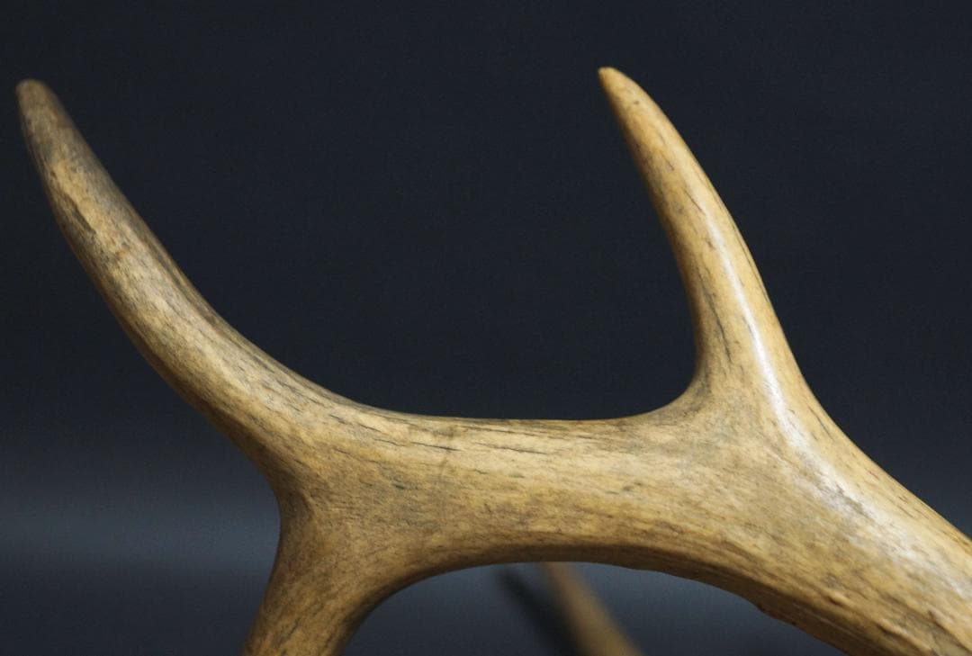 明治期 ハンティングトロフィーの鹿角 ノロジカの角 頭蓋骨付 刀置材料