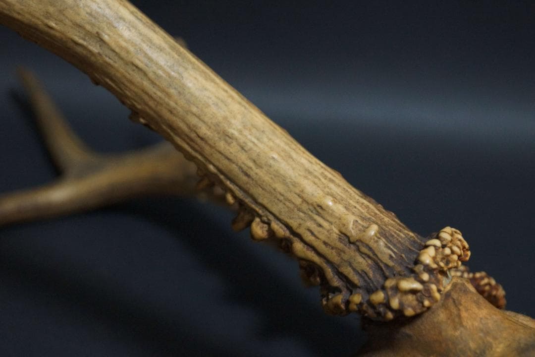 明治期 ハンティングトロフィーの鹿角 ノロジカの角 頭蓋骨付 刀置材料