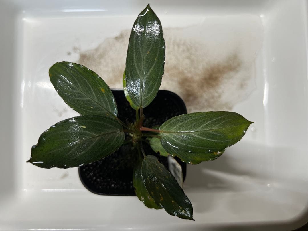 Bucephalandra sp.Pearl gray （水中葉）