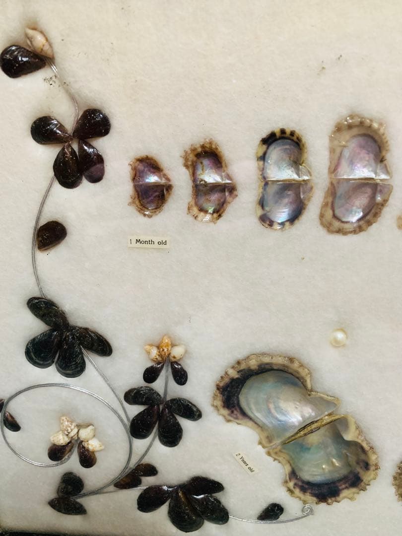 アコヤ貝 真珠 パール 養殖 標本 cultured pearl フレーム 貝殻