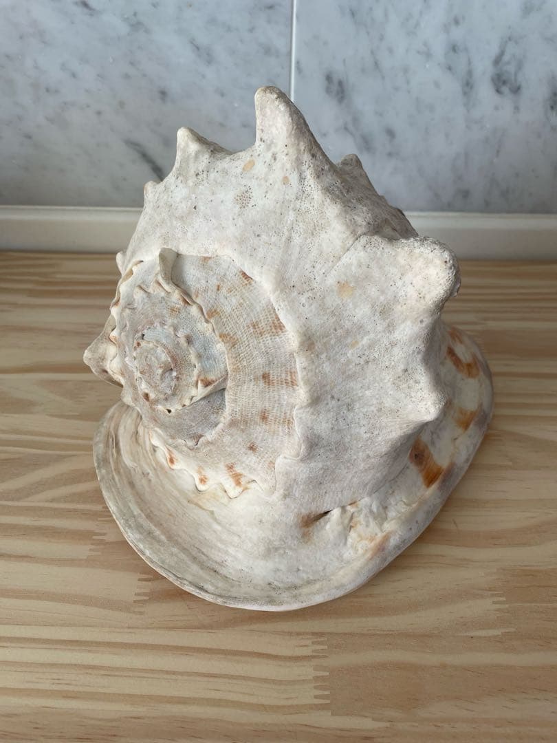 ☆美品•レア☆法螺貝•オブジェ置物/重量2.3kg☆ - メルカリ