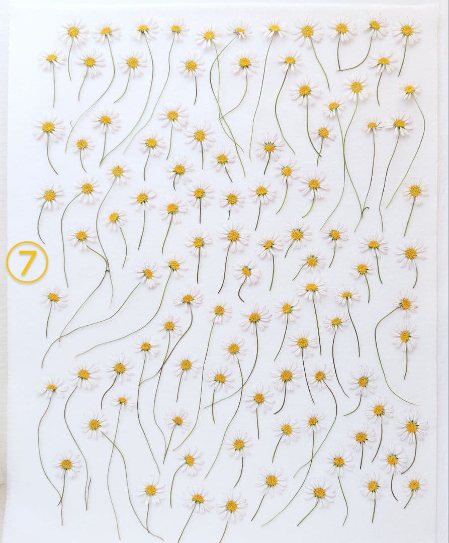 mお花になります(^^)ペビリアンデージー