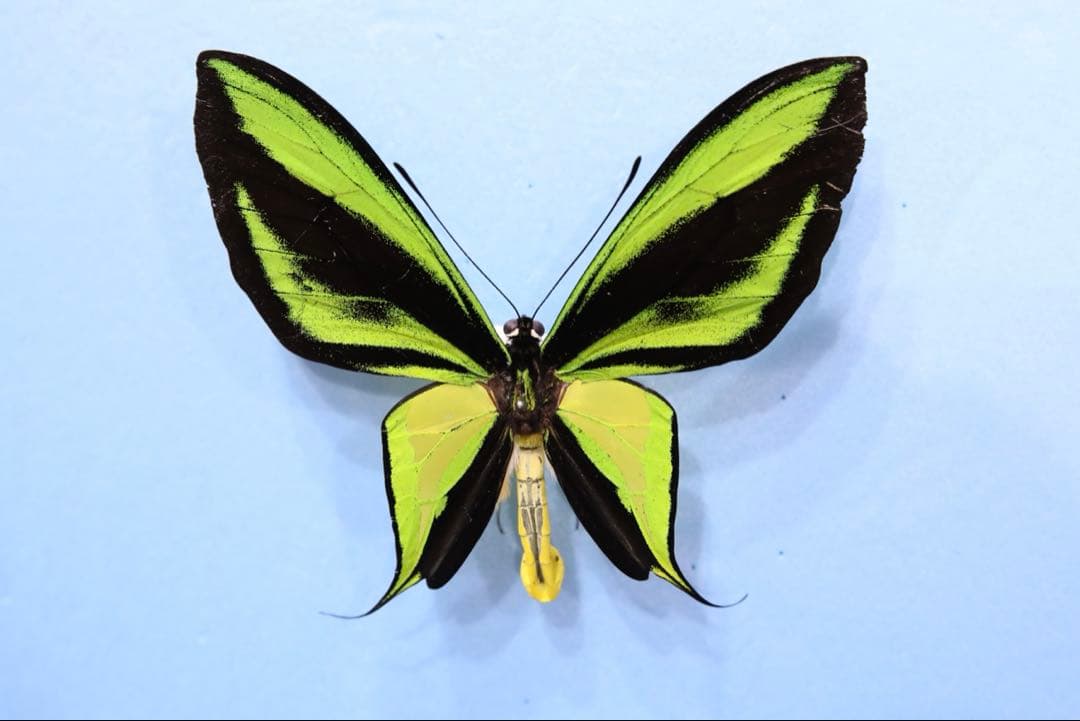 キマエラトリバネアゲハ！金色型！標本！