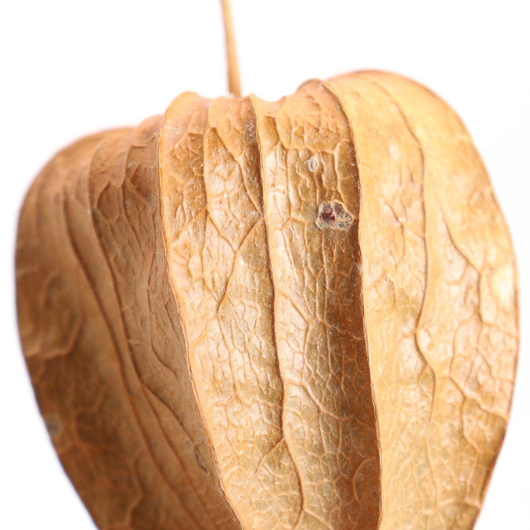 三代 中村尚濤済(喜太郎) 鬼灯 香合 乾漆 茶道具 共箱共布　rC799　N4