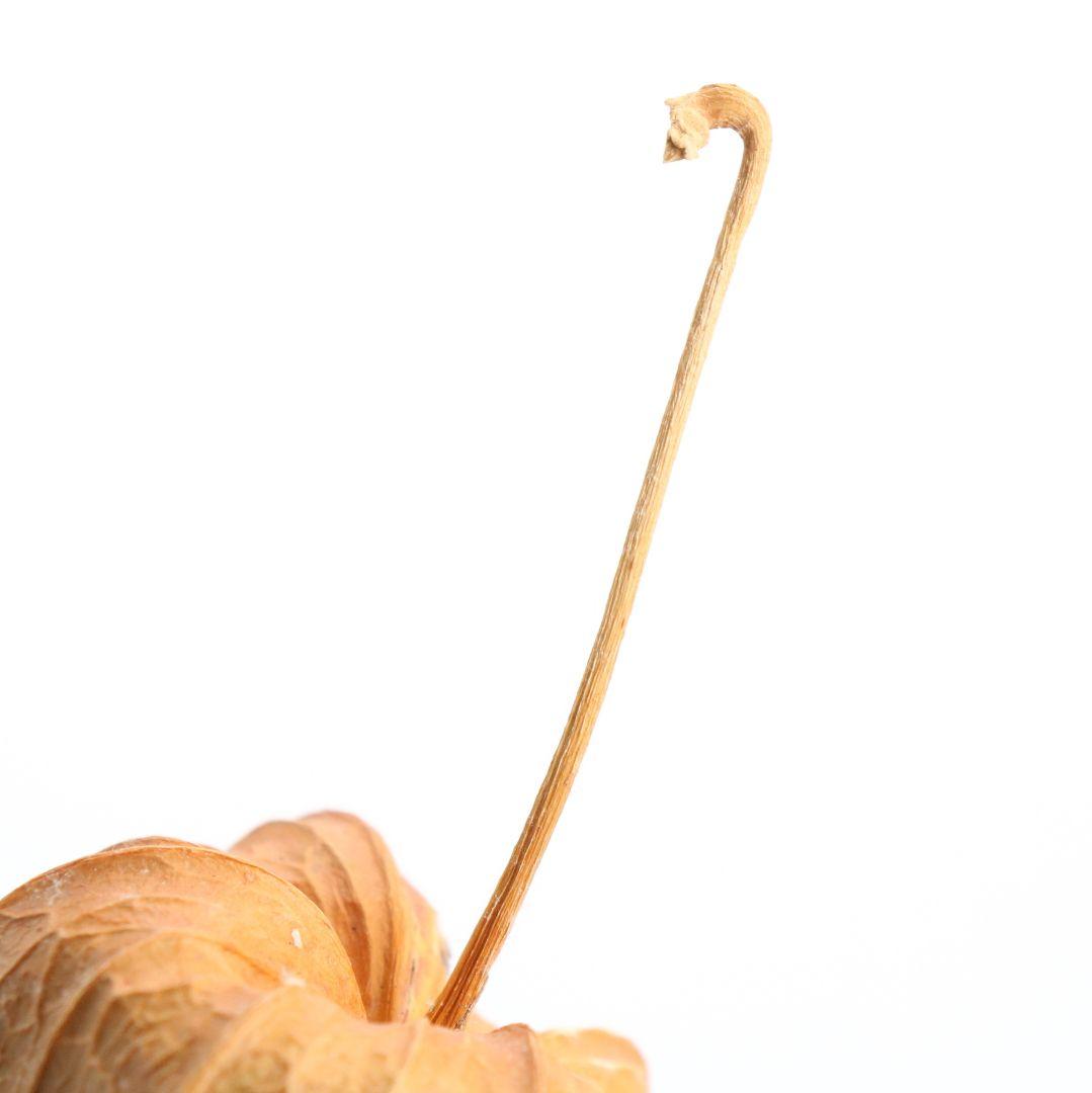 三代 中村尚濤済(喜太郎) 鬼灯 香合 乾漆 茶道具 共箱共布　rC799　N4