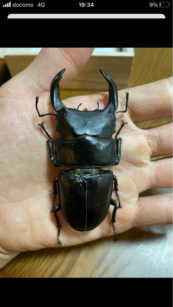 エクアドル産アルゼンチナキンイロコガネ27mm