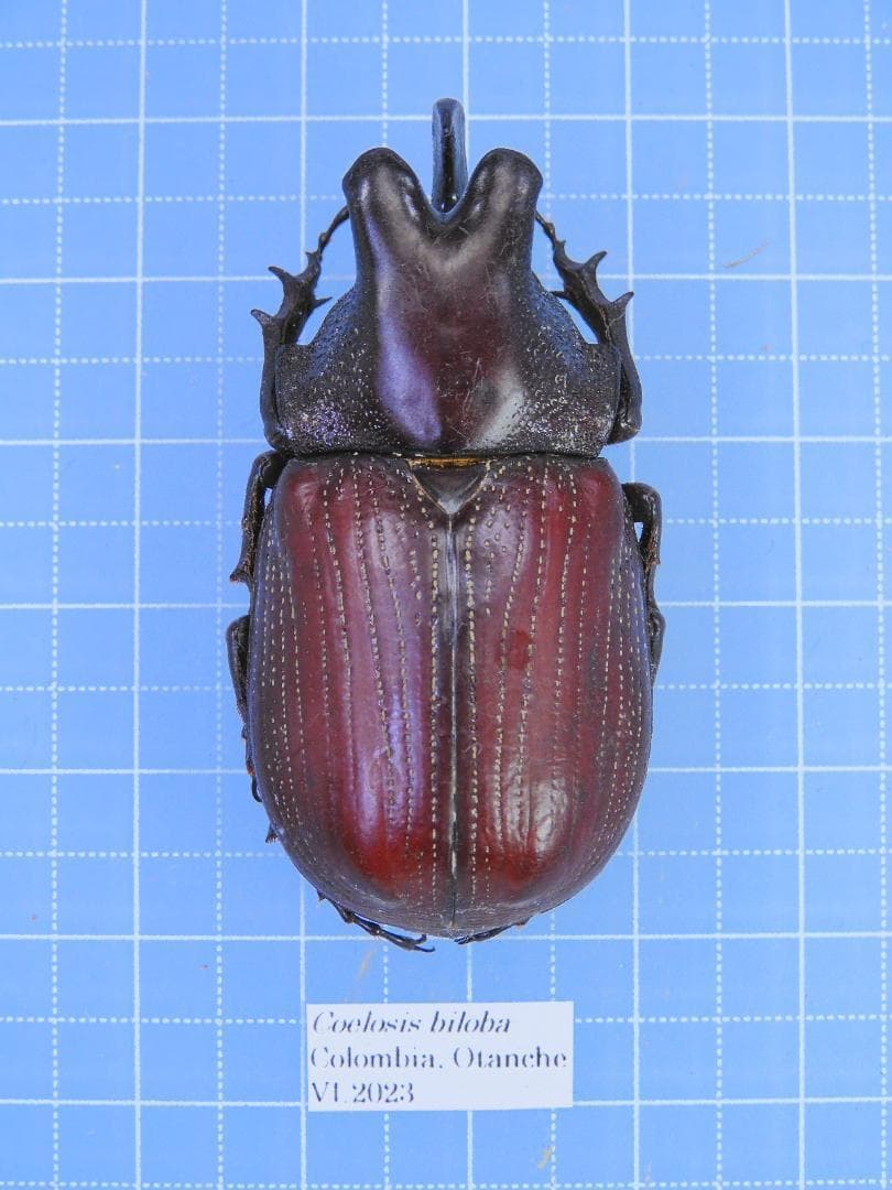 外国産コガネムシ標本】ダイコクコガネ/アルゼンチン産/26.1mm21.4mm