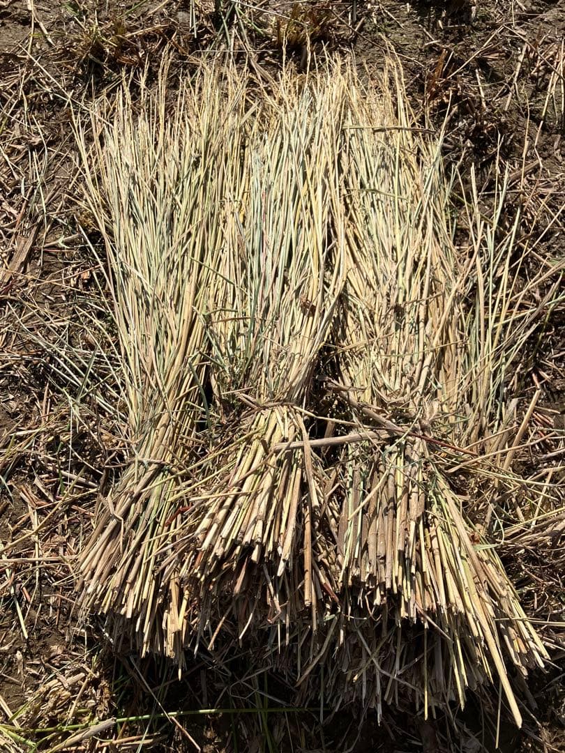 R7年10月2日刈取り】無農薬稲わら 【有機栽培約14kg】岩手