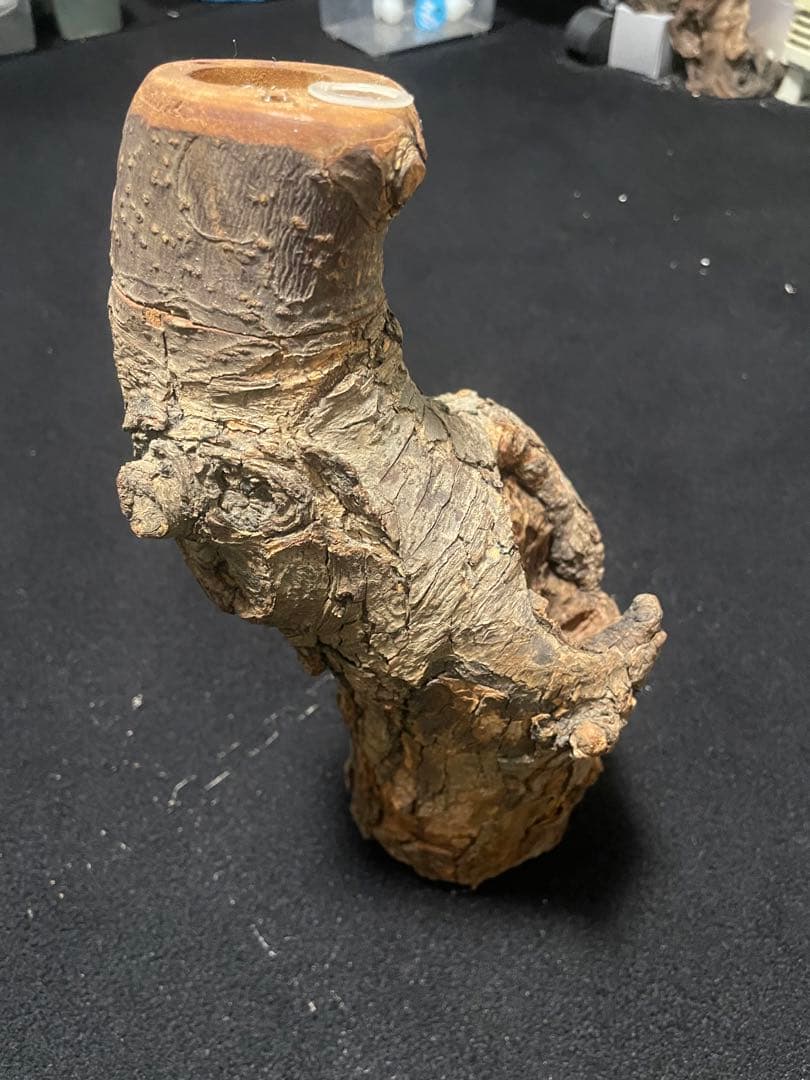 【激レア】　非売品　森兵衛　天然　シェルター