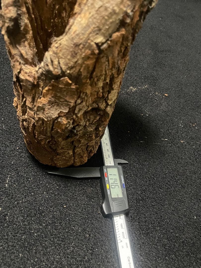 【激レア】　非売品　森兵衛　天然　シェルター