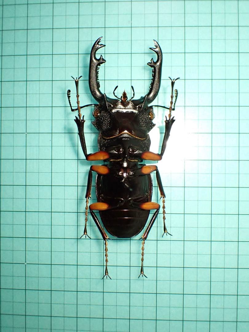 標本】インペリアリスツヤクワガタ パラワン島産 69.1ミリ 野外品