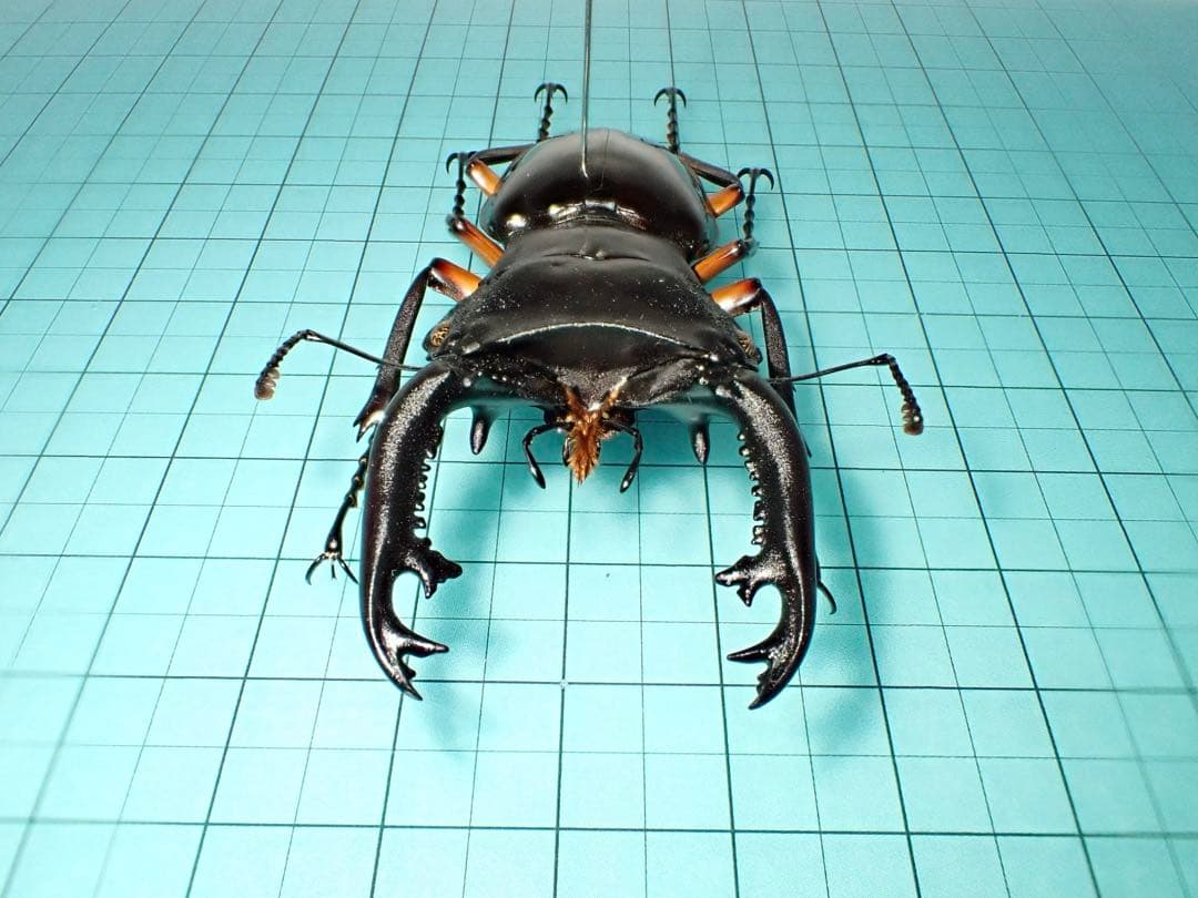 標本】インペリアリスツヤクワガタ パラワン島産 69.1ミリ 野外品