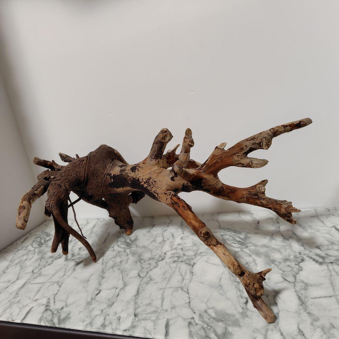 アク抜き済み流木【884】セール