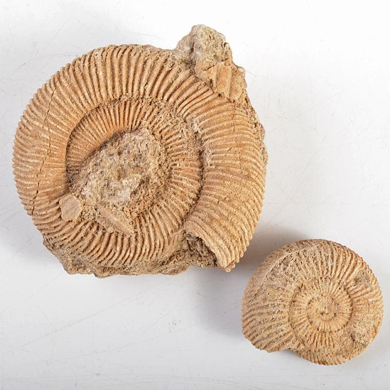 アンモナイ化石 北海道 立札付 2点まとめて C R5972 - メルカリ