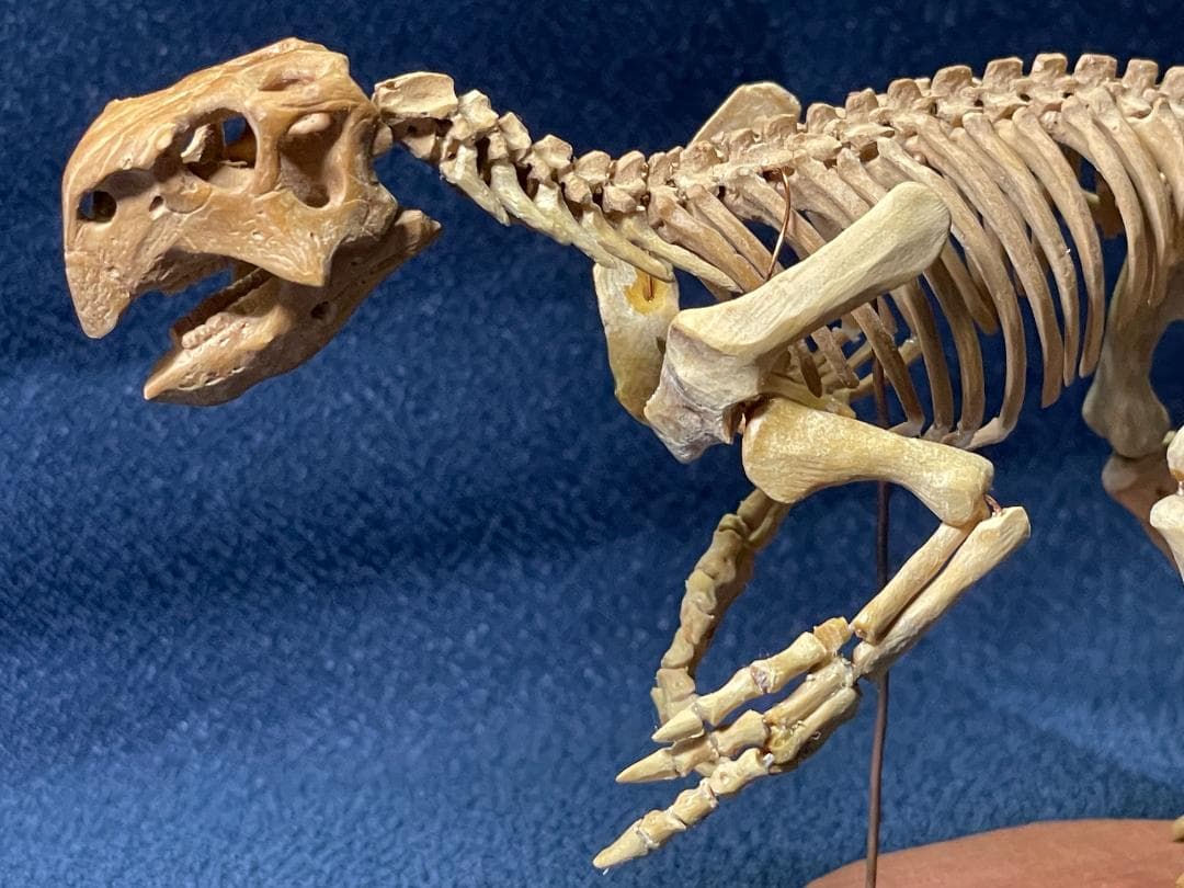 木彫　恐竜1/10　 プシッタコサウルス全身骨格模型　ツゲ製　２２㎝