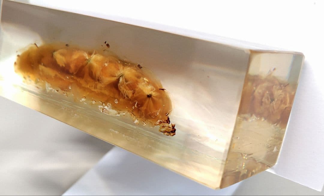 樹脂封入シロアリ女王卵巣標本 70mm☆本当に珍しい標本☆