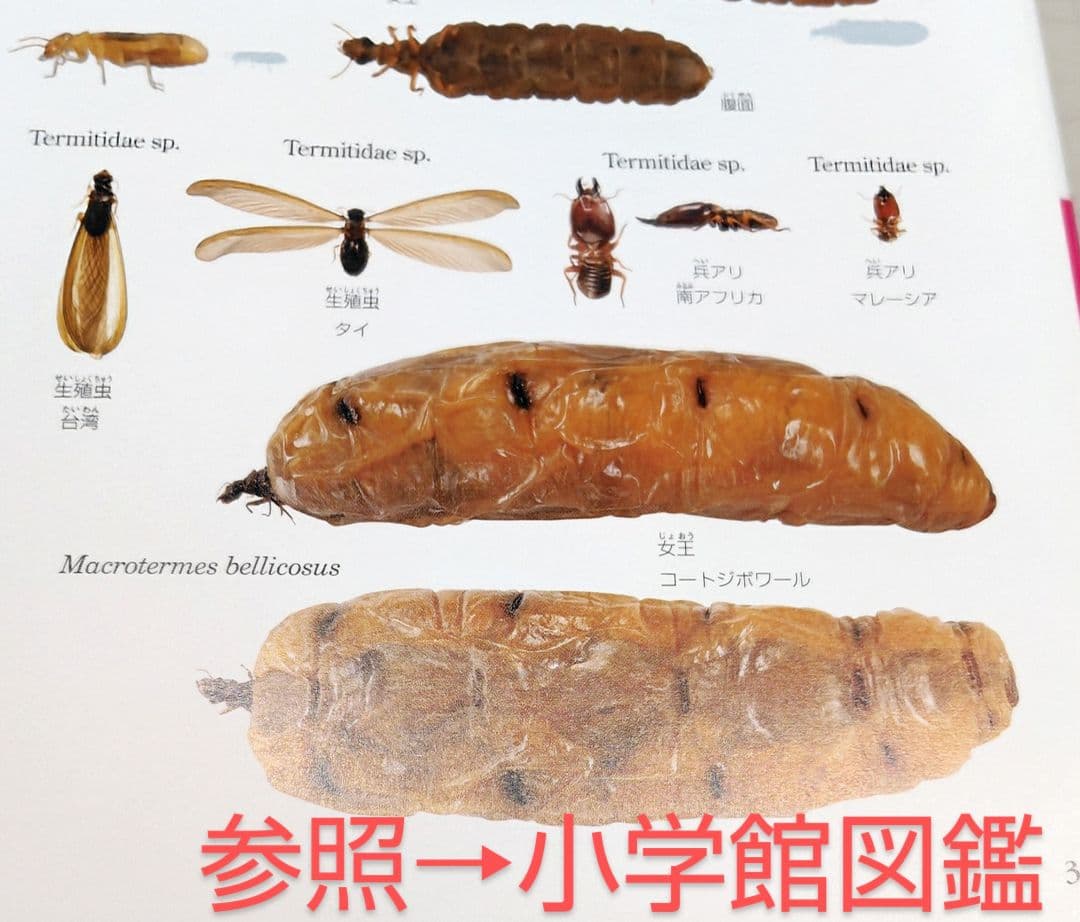 樹脂封入シロアリ女王卵巣標本 70mm☆本当に珍しい標本☆ - メルカリ