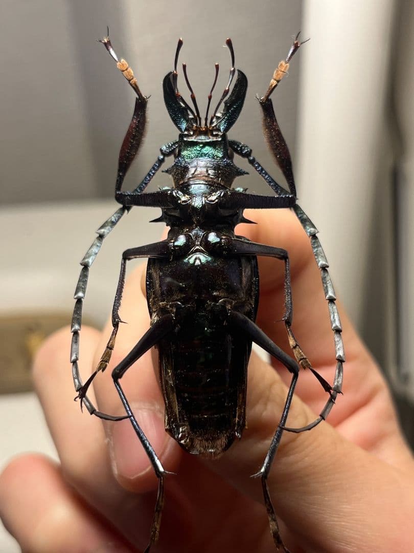 極美青緑】ルリオニカミキリ ムラサキオニノコギリカミキリ 昆虫標本