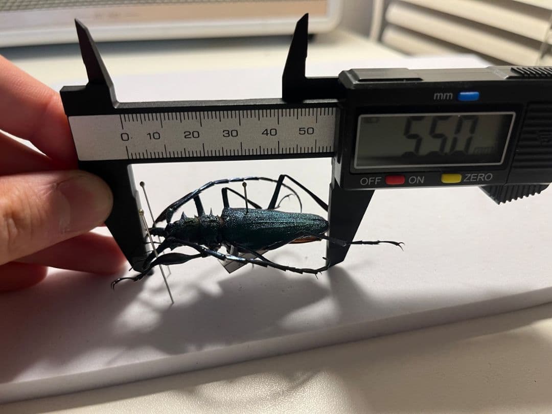 極美青緑】ルリオニカミキリ ムラサキオニノコギリカミキリ 昆虫標本