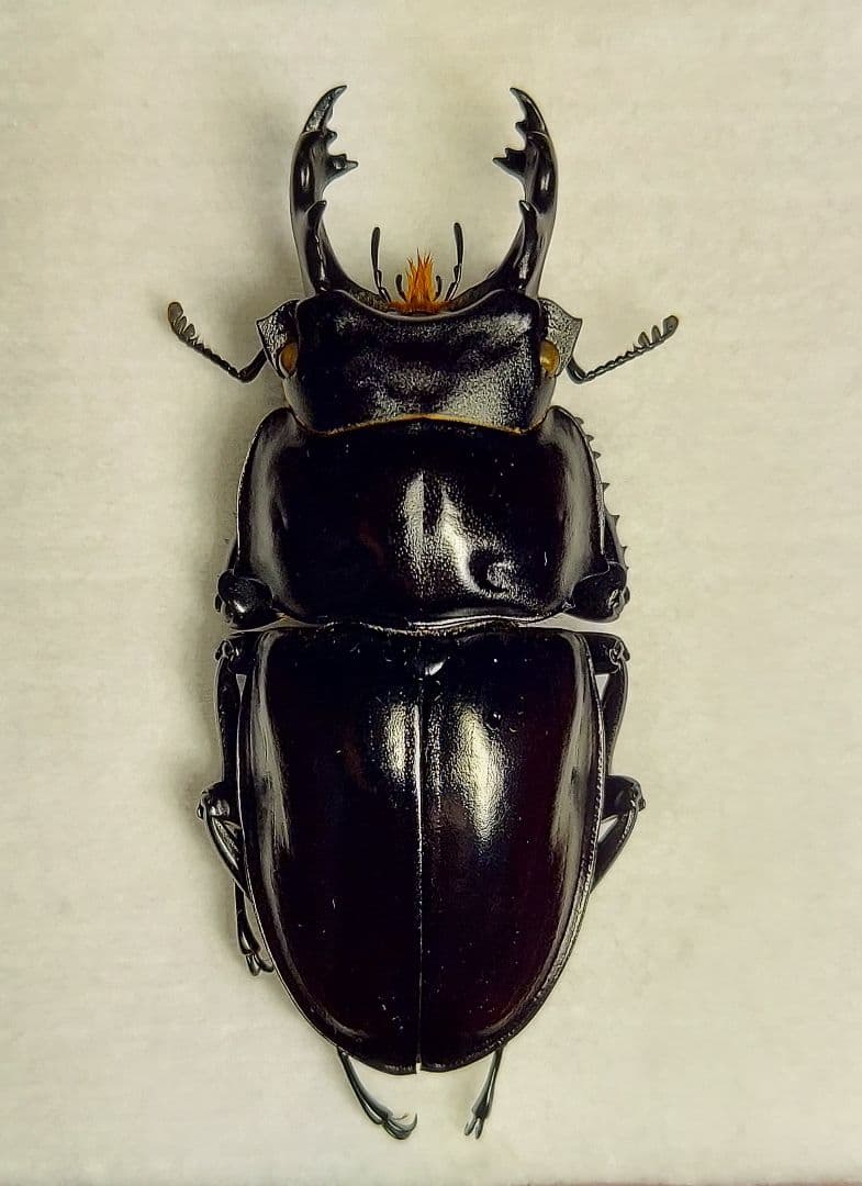マレーテナガコガネ ♂65.8mm マレーシア（キャメロンハイランド
