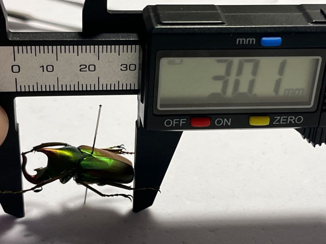 30mm】ロドリゲスカブトハナムグリ コガネムシ プラチナコガネ