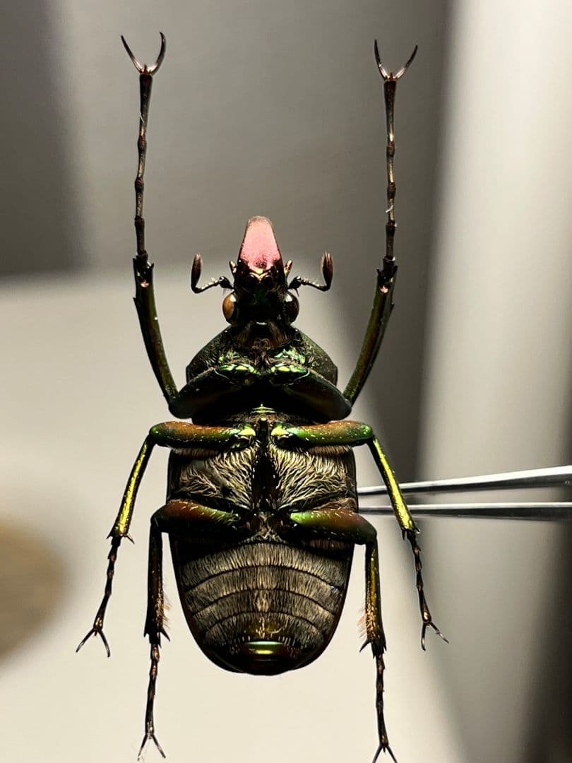 30mm】ロドリゲスカブトハナムグリ コガネムシ プラチナコガネ