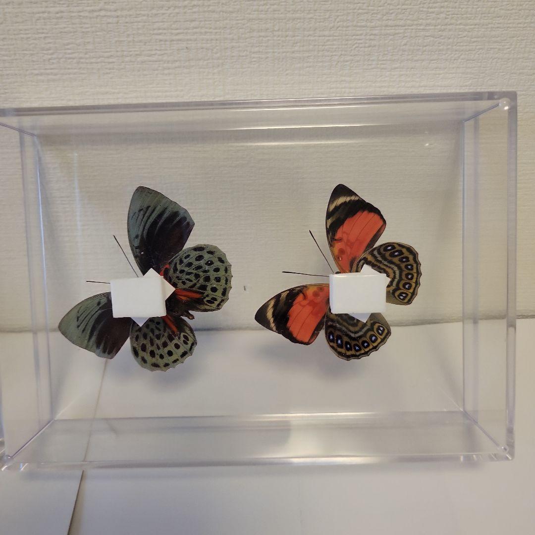 HiЯ∅様(木)まで専用 蝶の標本 ミイロタテハの世界(特AA) - メルカリ