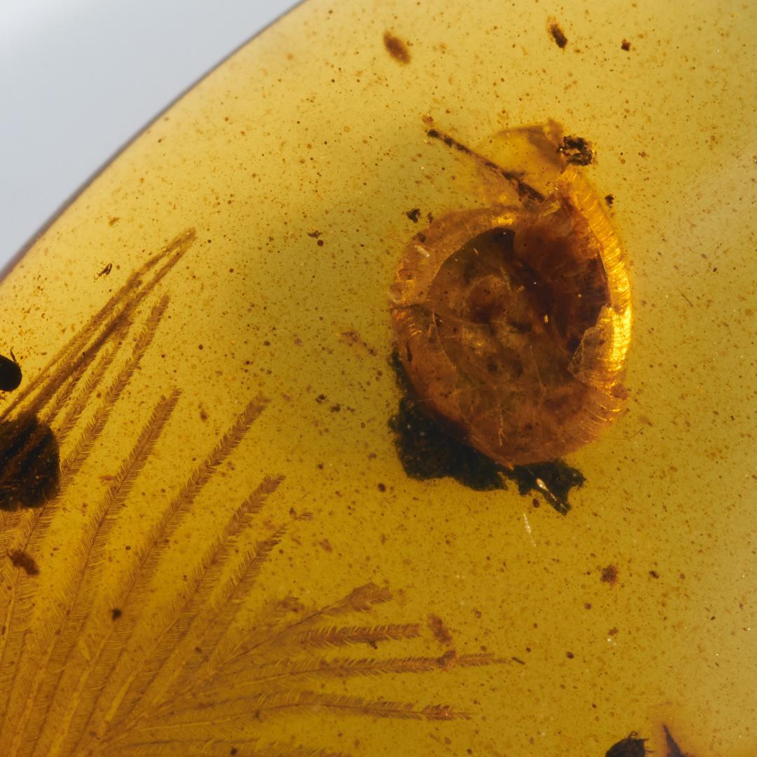 レア極上品 PA0009虫入り琥珀化石 ミャンマーカムティかタナイ9900万年