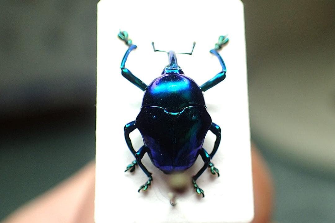 特大オオキバヘビトンボ 標本 165mm 腹部処理がしっかりしてあって状態良い